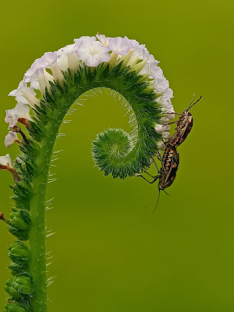 Eurydema oleracea in Love