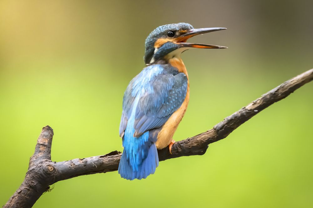 Photograph by Martin Zeman