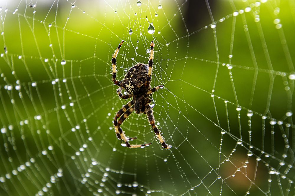 Araña y el rocio