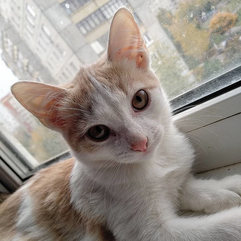 Фотография автора Елена Савельева