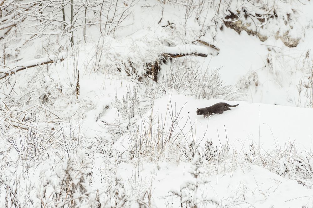 По снежной целине