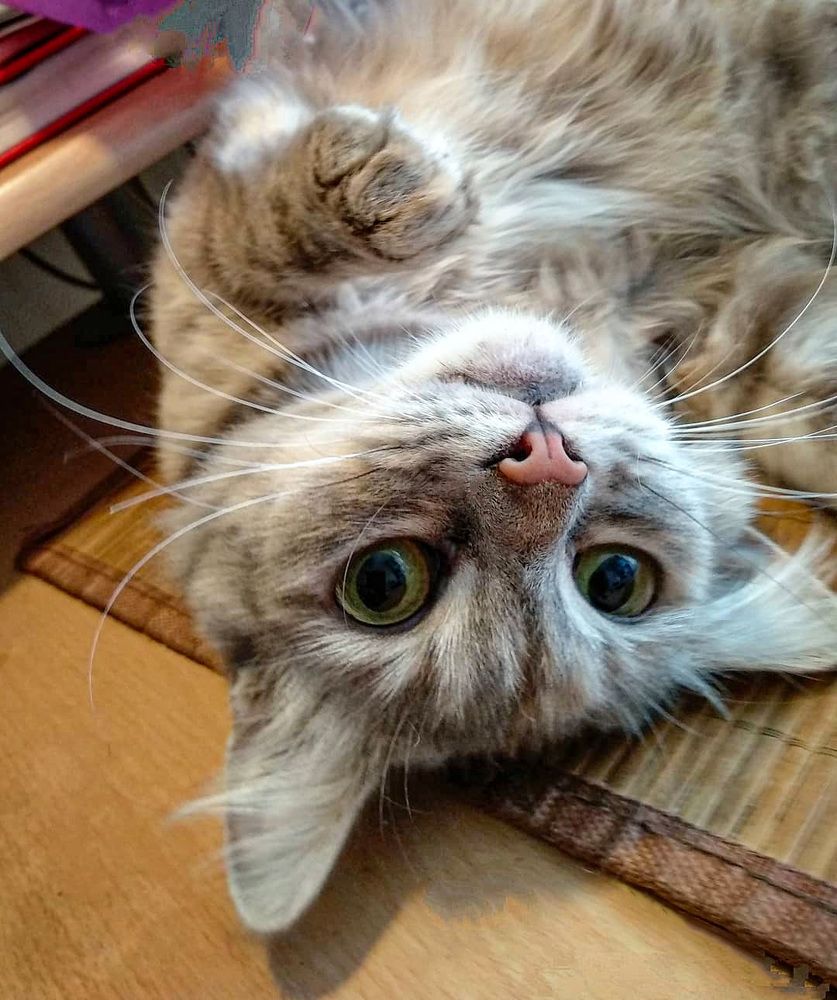 Фотография автора Елена Савельева