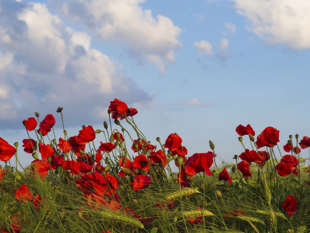 Фотография автора Александр Кротков