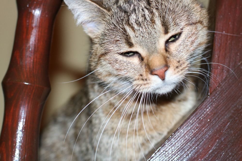 Photograph by Елена Спирина