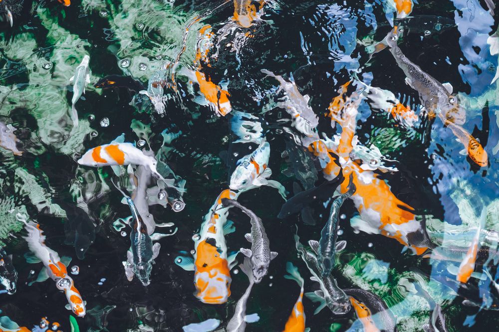 Photograph by Dao Duc