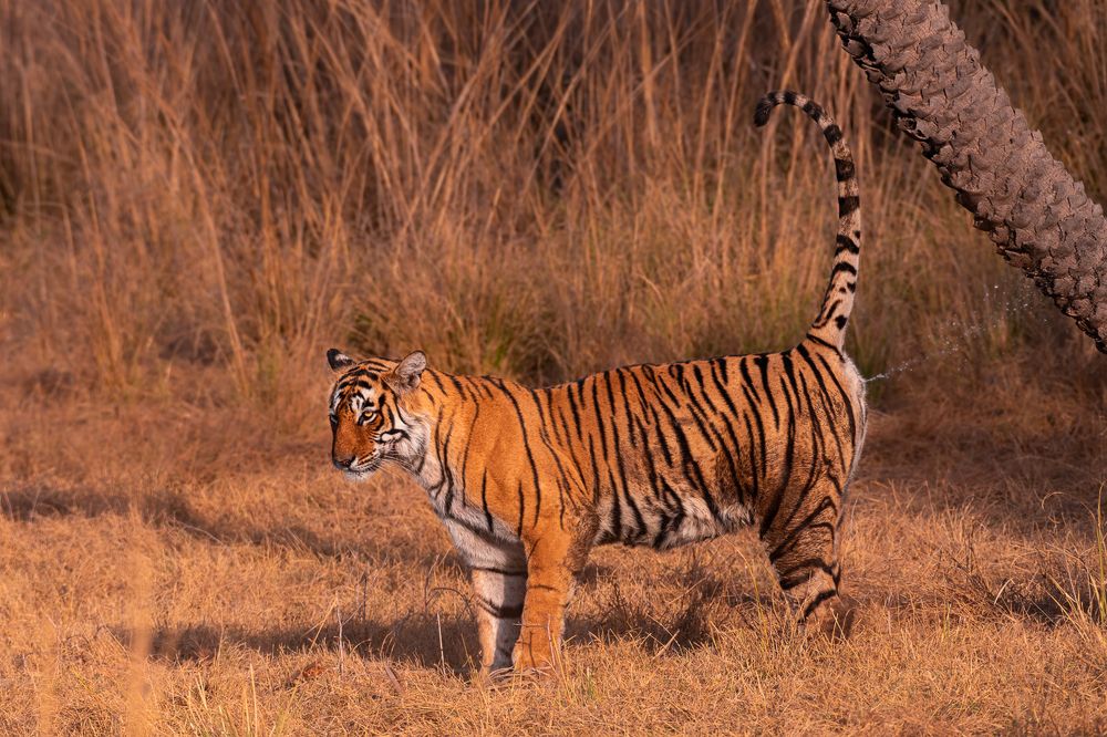Tigress scent marking a tree.
