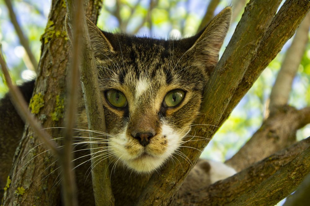 Грусць вселенская..