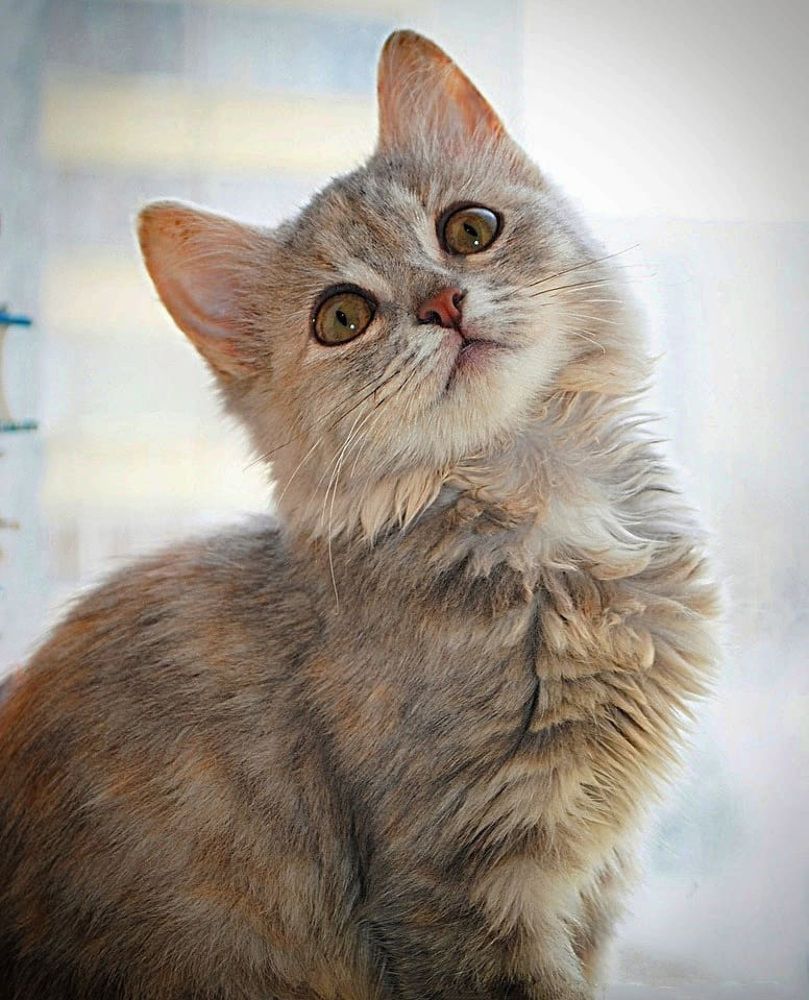 Фотография автора Елена Савельева