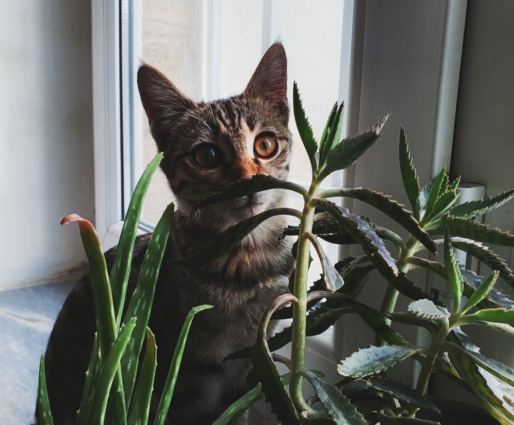 Photograph by Mohammad Jalilzadeh