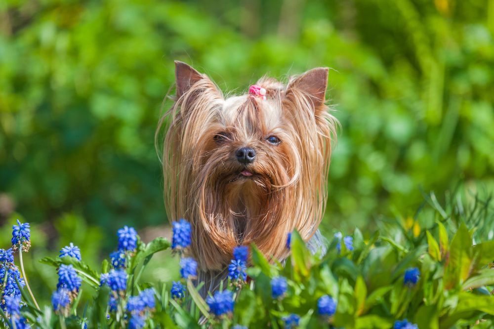 Йоркширский терьер Варвара