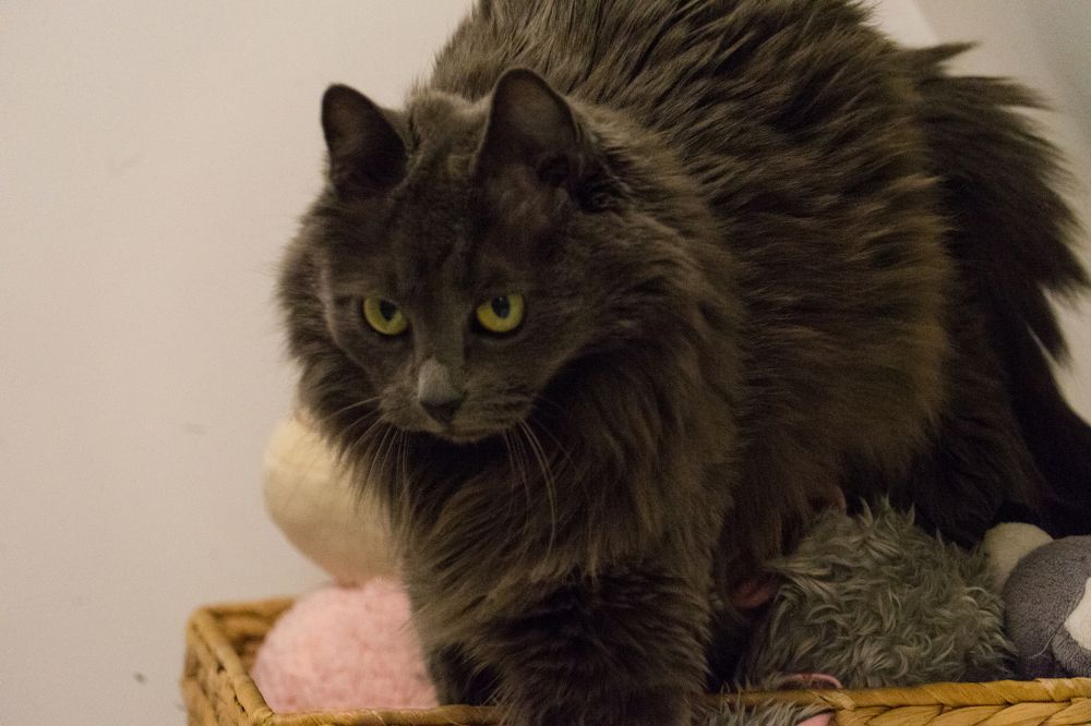 Фотография автора Нина Кулишова