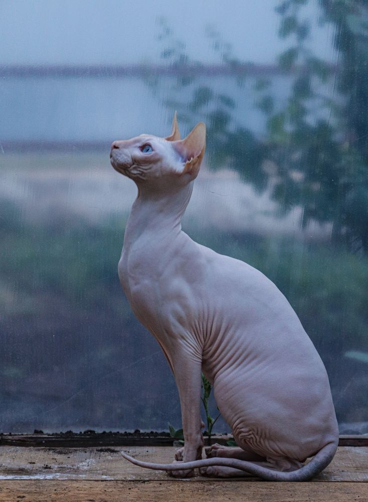 « Кот Кокос»