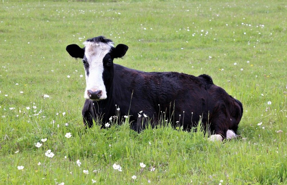 Photograph by Василий Бояркин