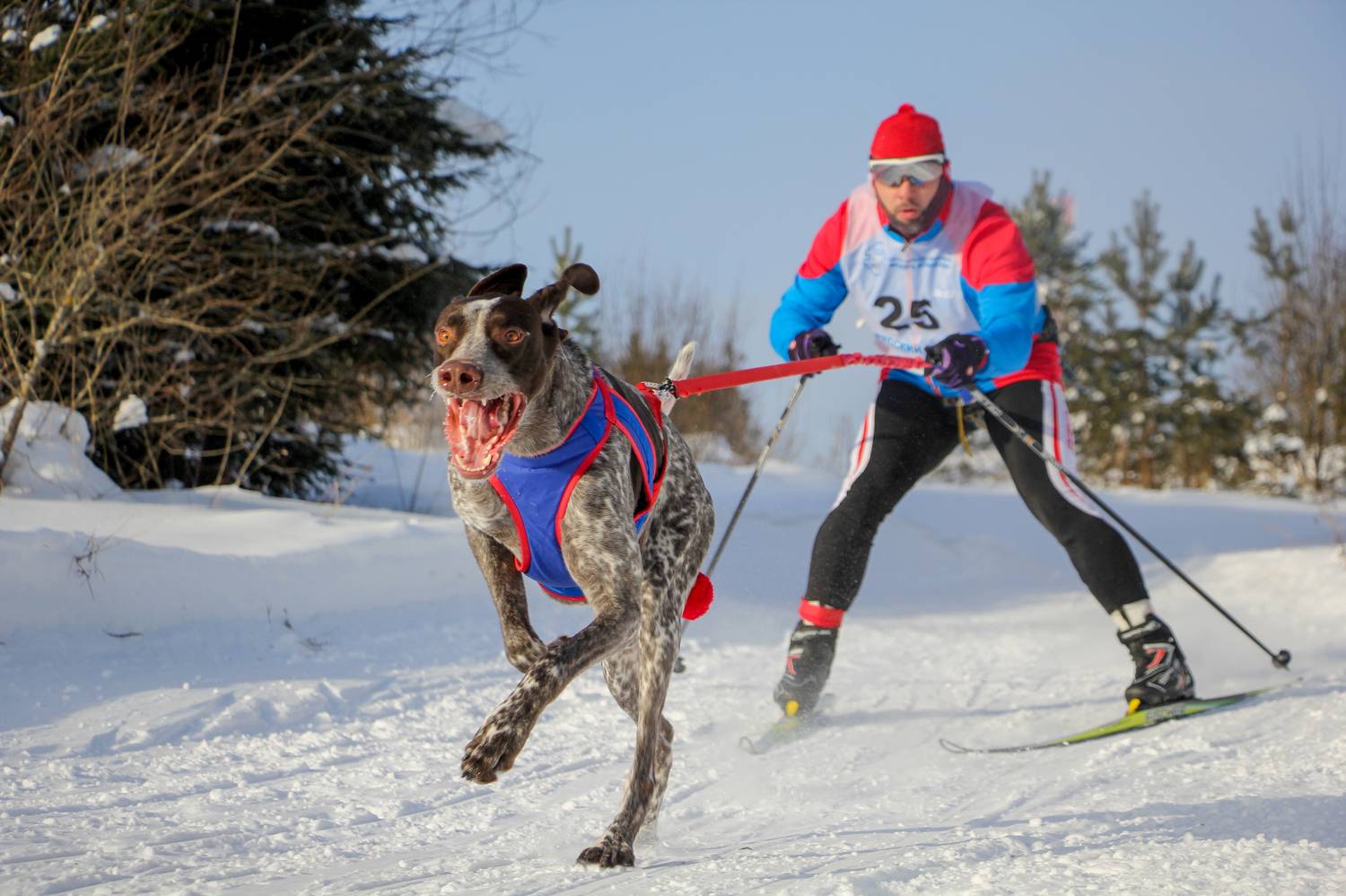 Photo #6205021