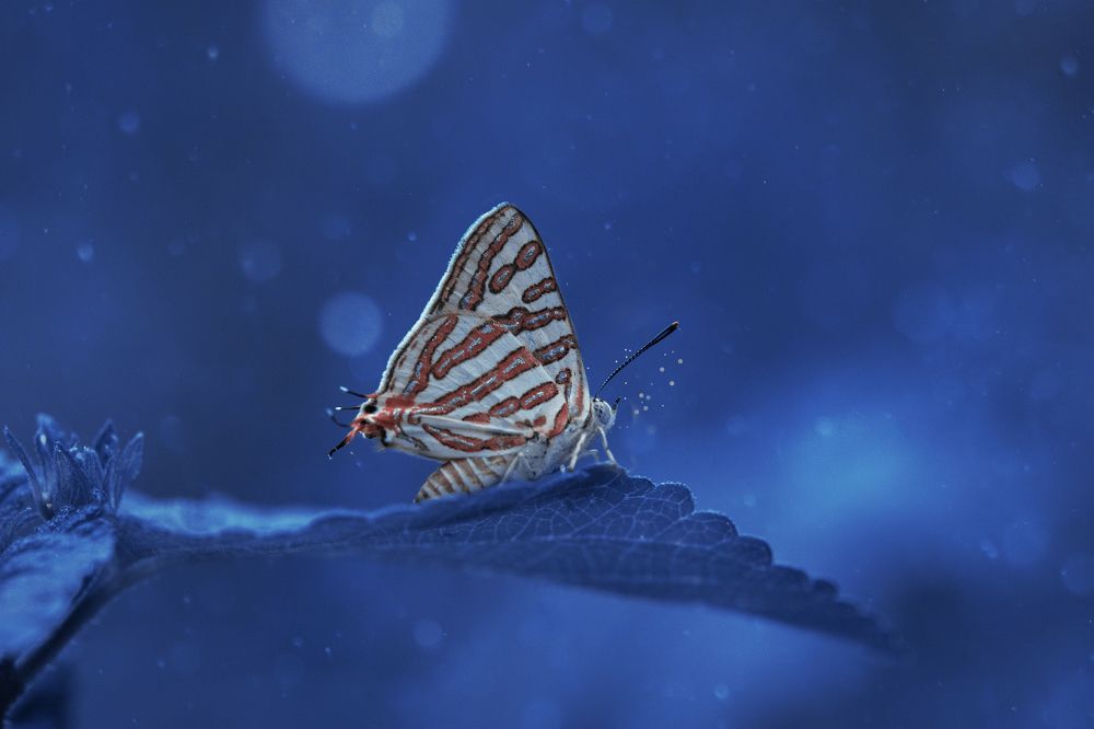 Photograph by Hemraj Chavhan A