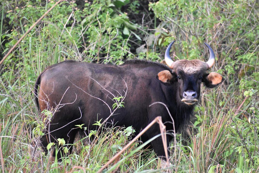 Photograph by Kamal Bhattacharjya