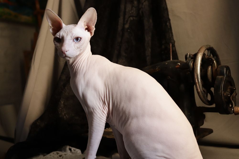 «Король Сфинкс»