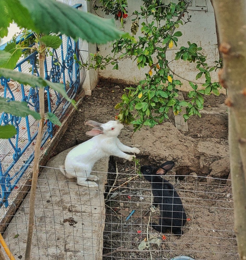 Фотография автора Yacine Meksi