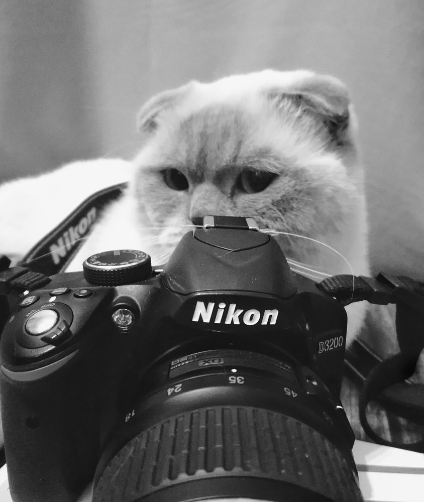 Photo #6205164