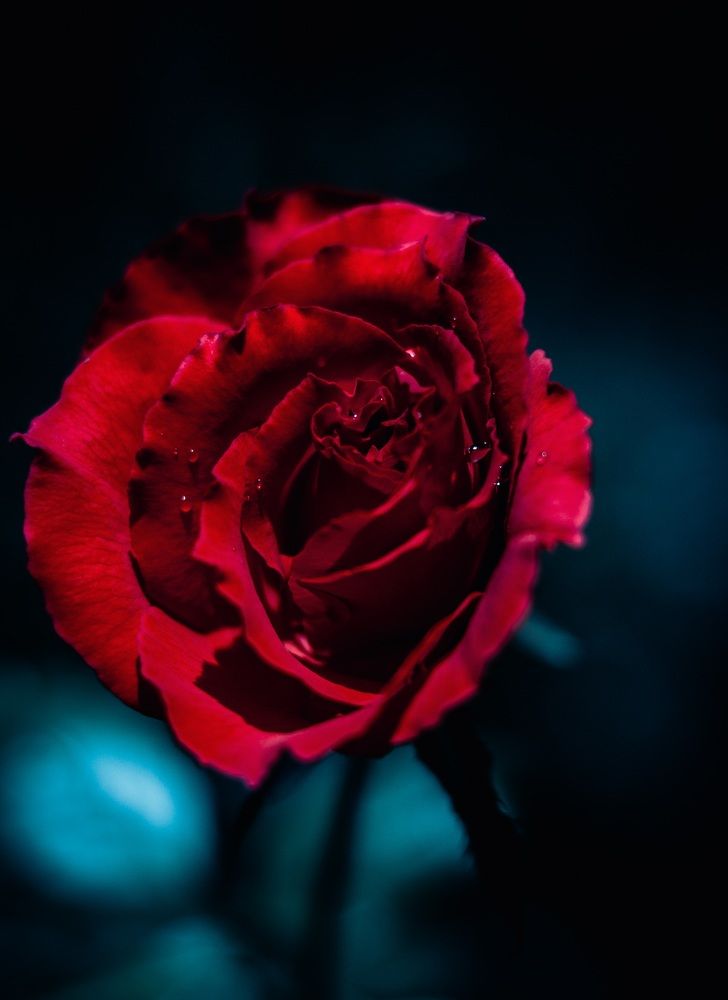 Photograph by Jared Clement