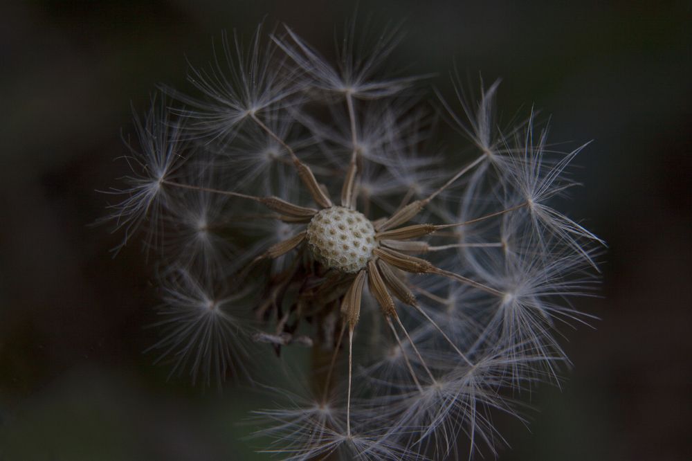 Photograph by luis peiteado