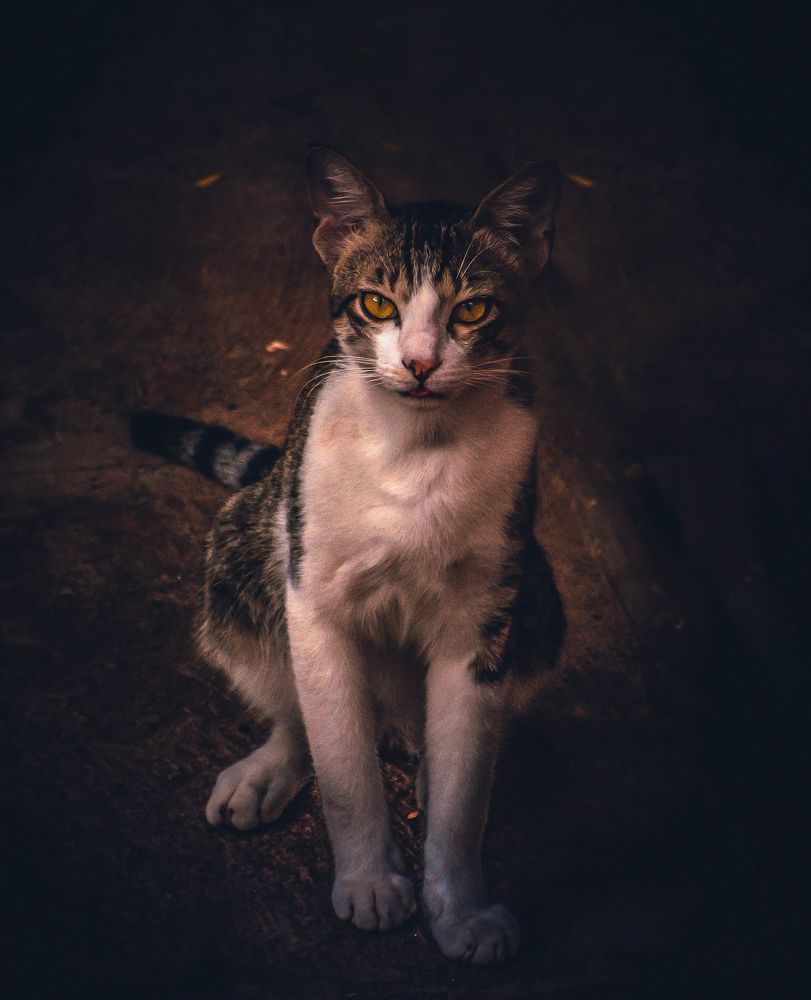 Photograph by Kumar Sharath