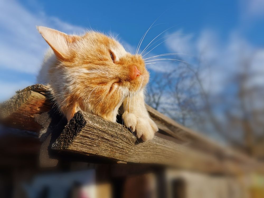 Ласковая кошка - неженка.