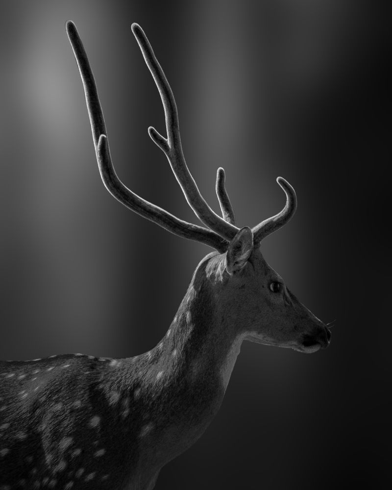 Photograph by Kumar Sharath