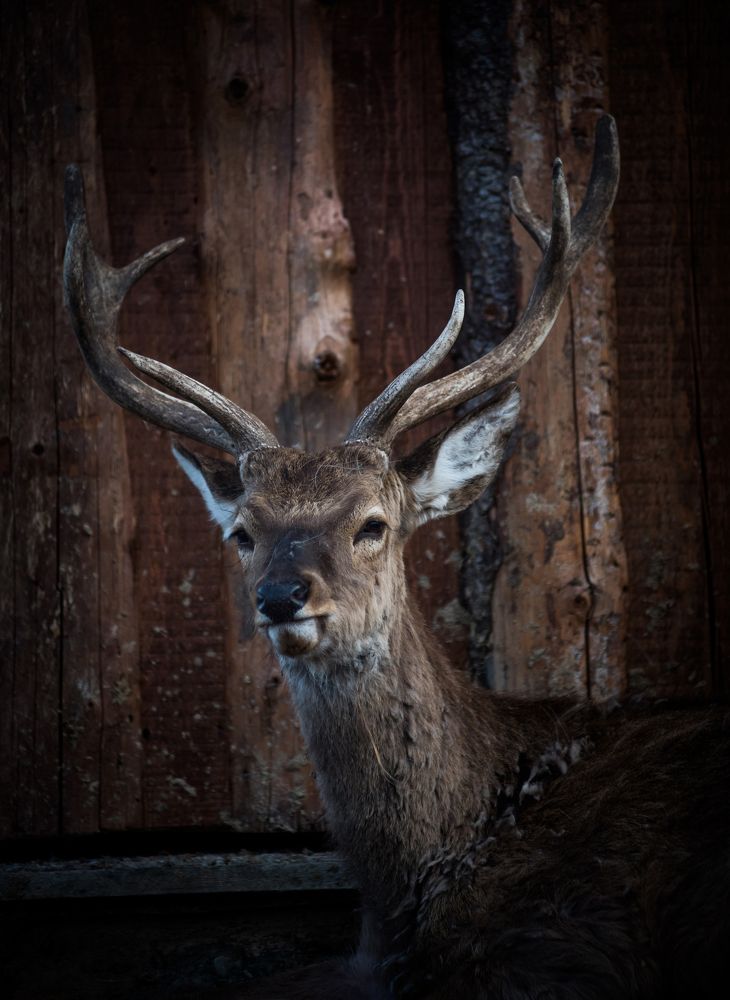 Photograph by Даркина Дарья