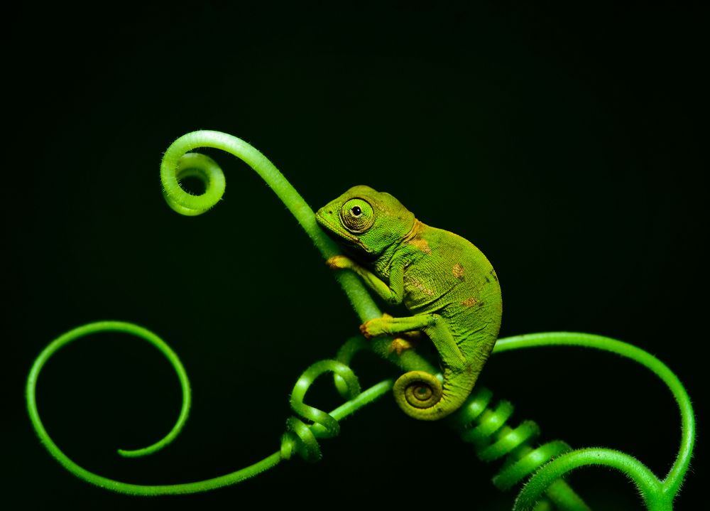 Flap-necked Chameleon