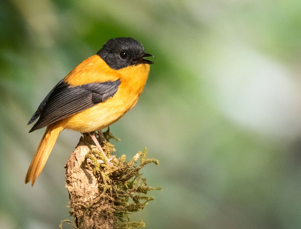 Photograph by kishore varma