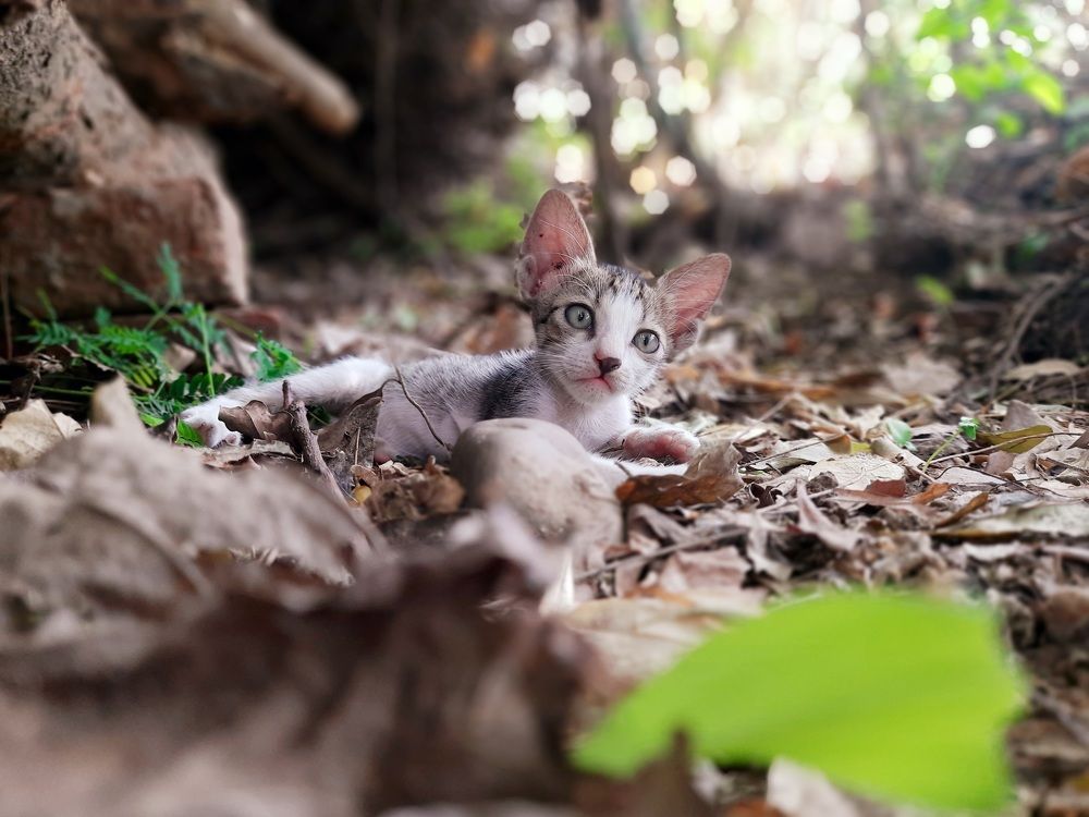 Photo #6205617