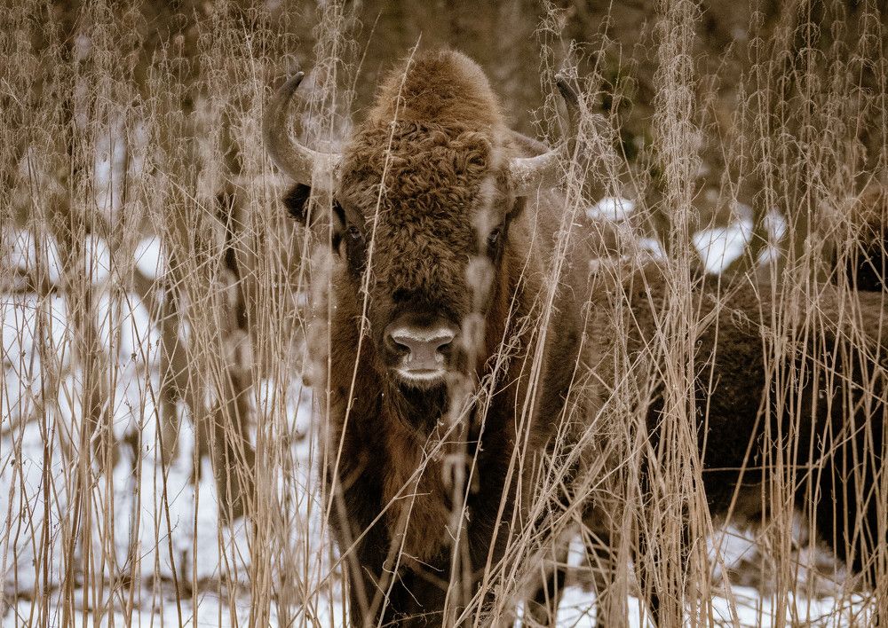 Photograph by Юлия Тельпова