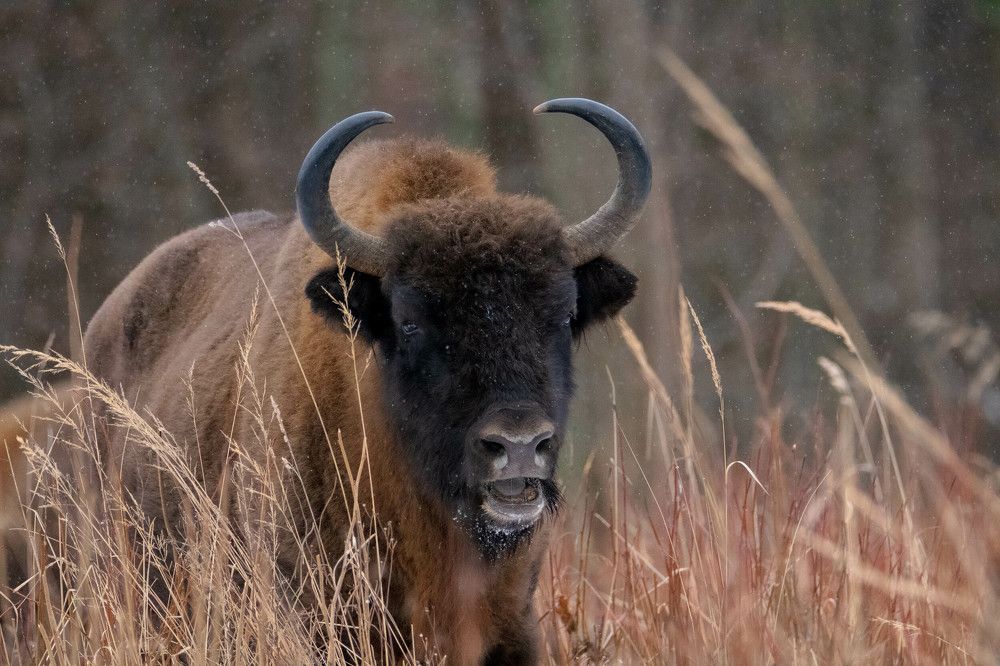 Photograph by Юлия Тельпова