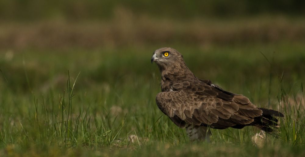 Photograph by Sriram Giridharan