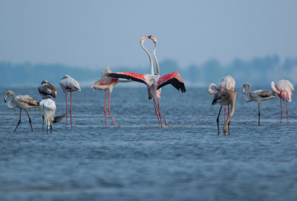Flamingo mating pair!