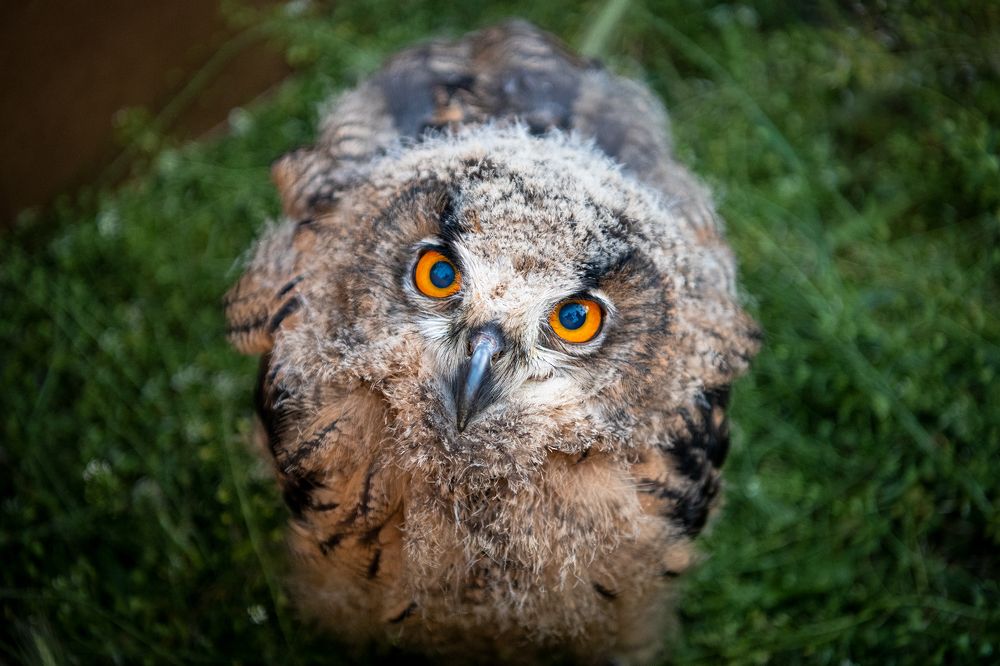 Photograph by Ned Stoyanov