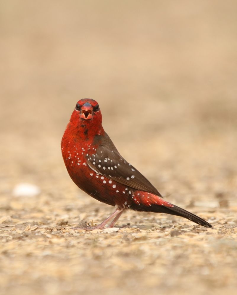 Photograph by Vyom Vyas