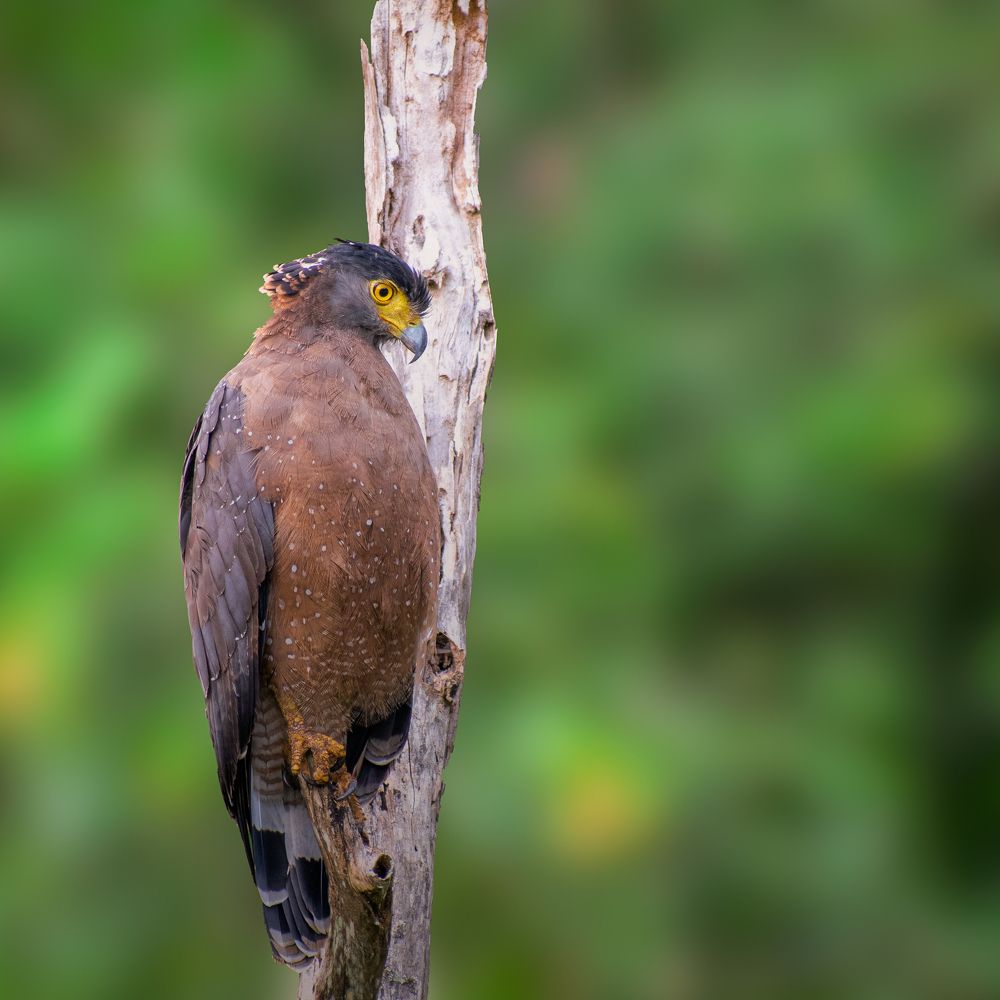 Photograph by Kumar Sharath