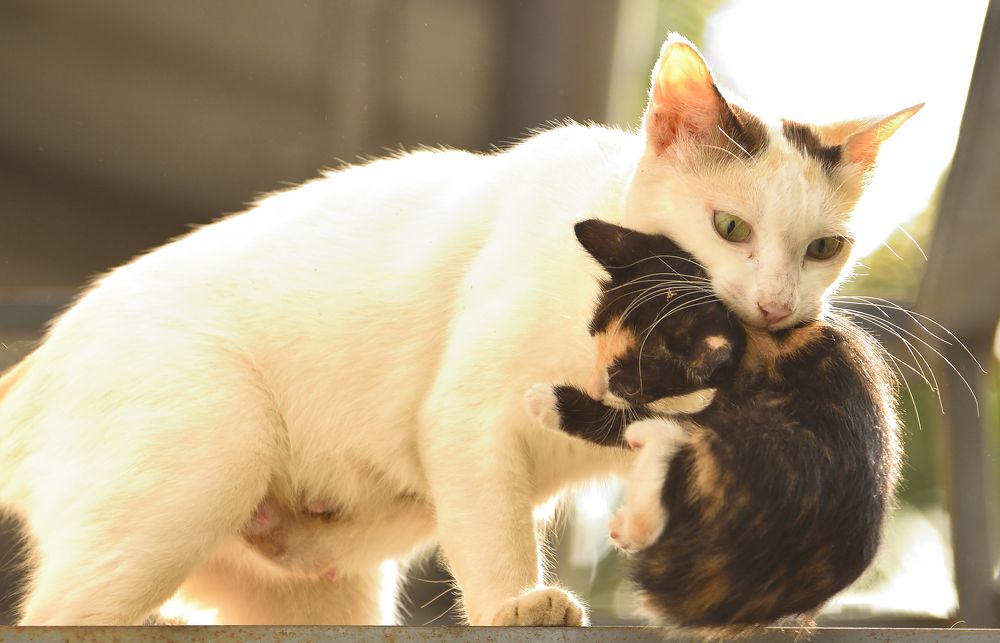 Photograph by Sarathlal Sasidharan