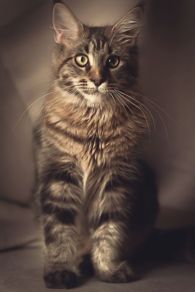 Кошка по кличке Луна