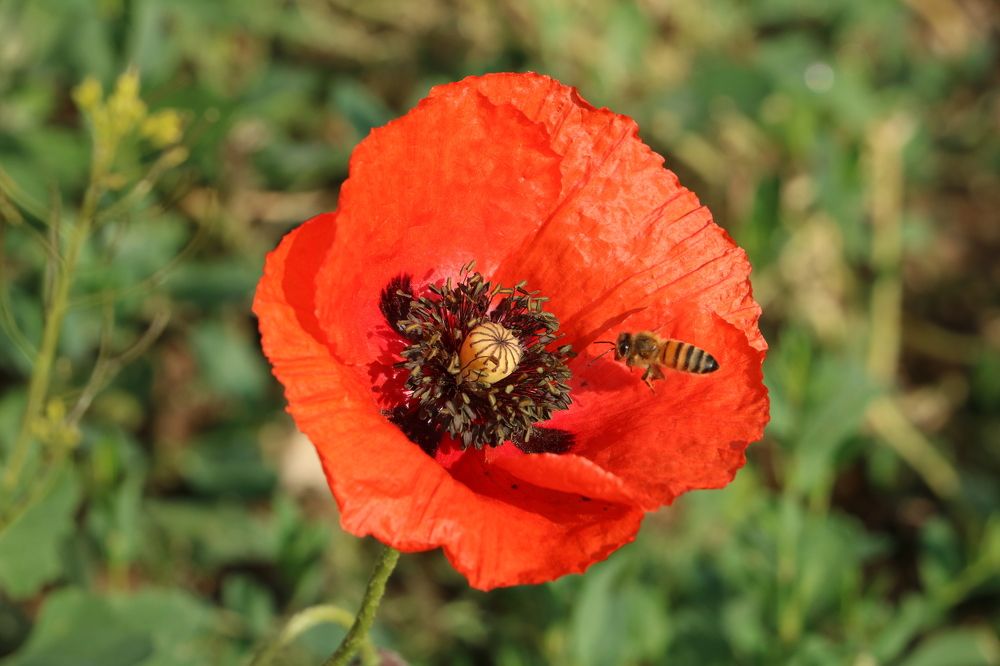 Photograph by Cengiz Yalcin