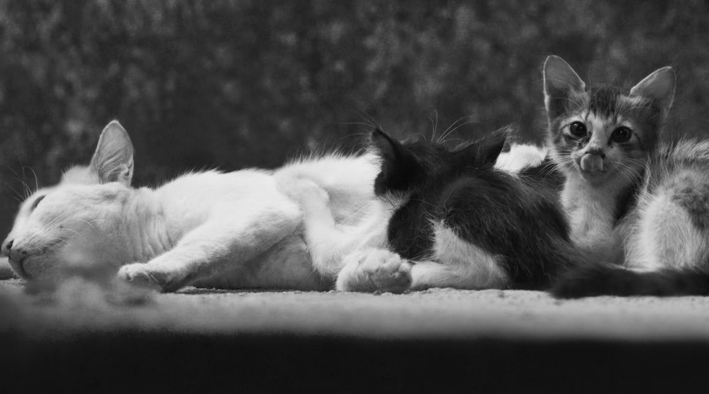 Photograph by Sarathlal Sasidharan