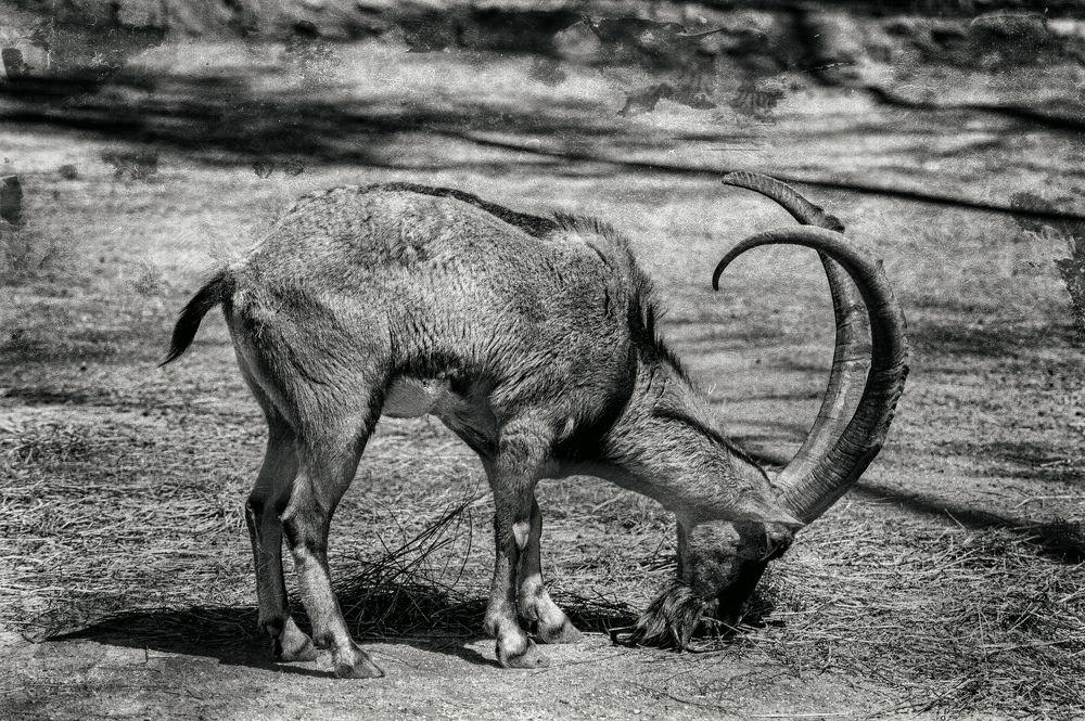 Photograph by DAMOUN POURNEMATI