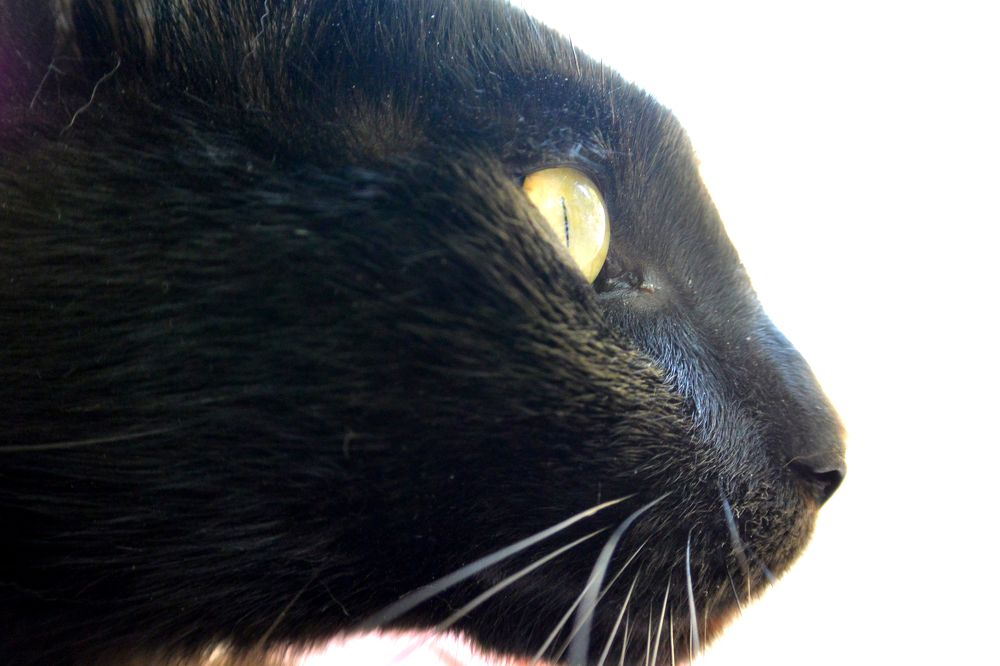 Black cat with golden eyes