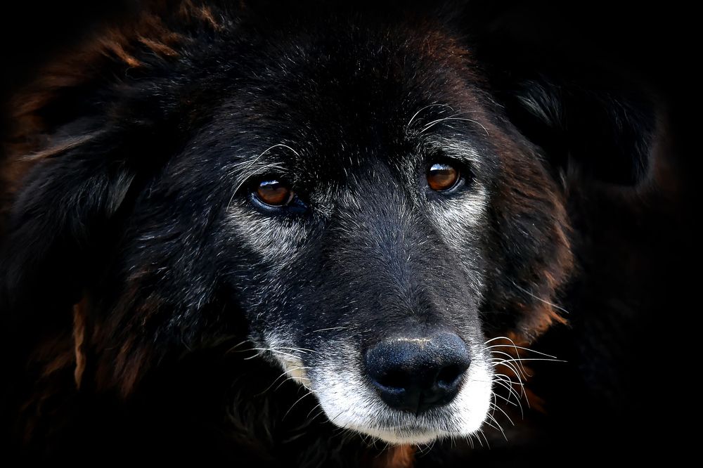 Himalayan dog!
