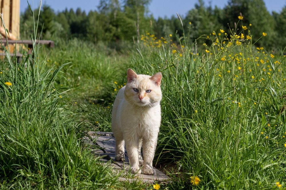 Photograph by Елена Хорохорина