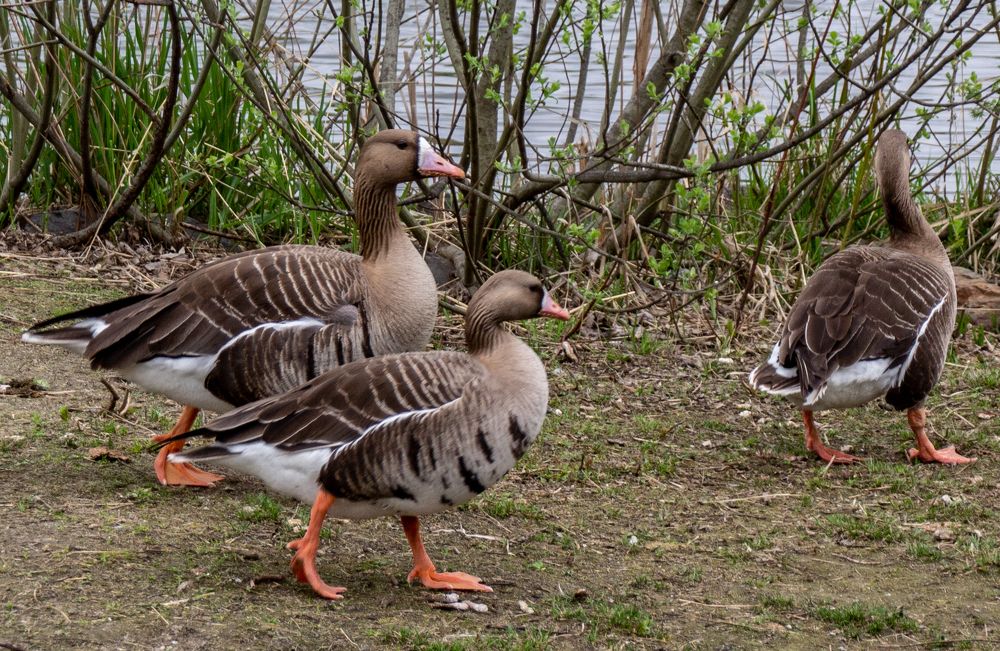 Photograph by Ирина Крепак