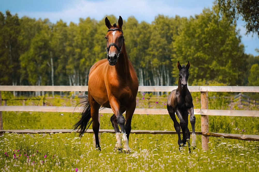 Photograph by Ульяна Майстренко