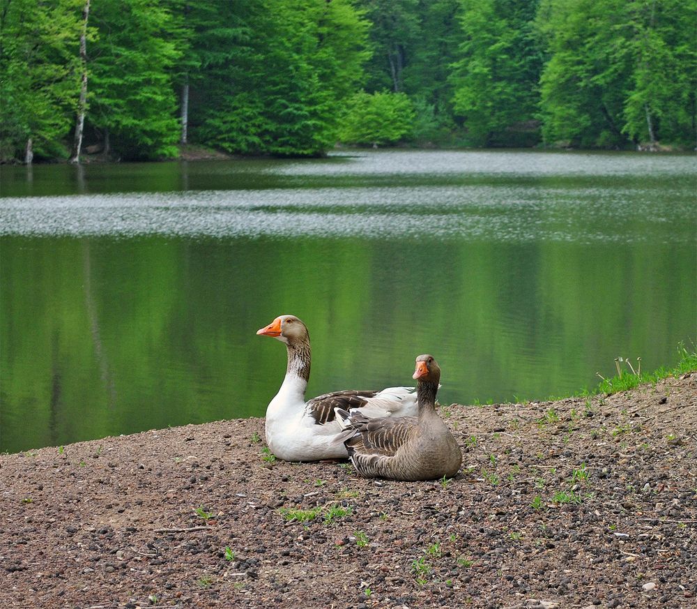 Photograph by Алексей